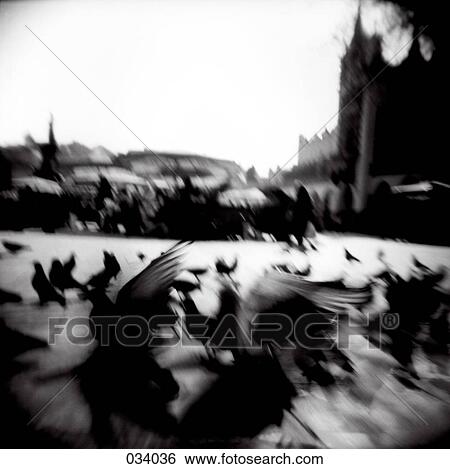 Blurred image of birds in a city square View Large Photo Image Stock Photograph - Blurred image of birds in a city square. Fotosearch