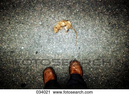 Shoes of a person standing next to a dead animal View Large Photo Image Stock Image - Shoes of a person standing next to a dead animal. Fotosearch