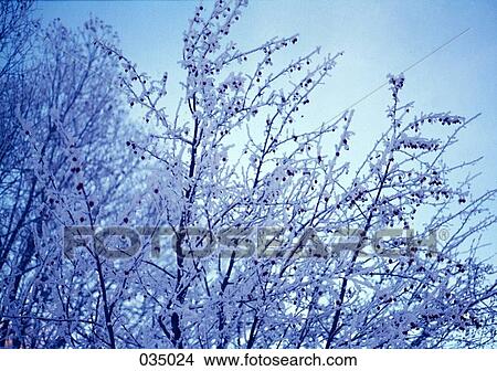 Snow-covered tree branches View Large Photo Image Picture - Snow-covered tree branches. Fotosearch