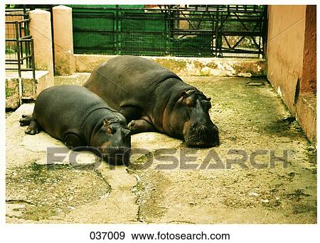A mother and baby hippopotamus at the zoo View Large Photo Image Stock Photo - A mother and baby hippopotamus at the zoo. Fotosearch