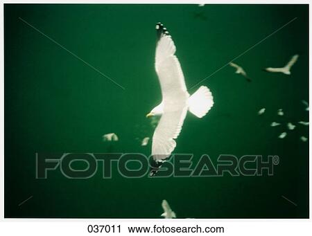 Birds flying over water View Large Photo Image Stock Image - Birds flying over water. Fotosearch