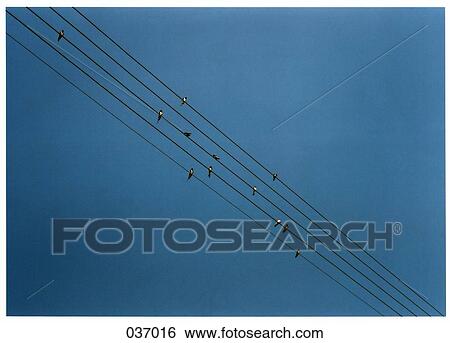 Stock Photograph - Birds sitting on wires. Fotosearch