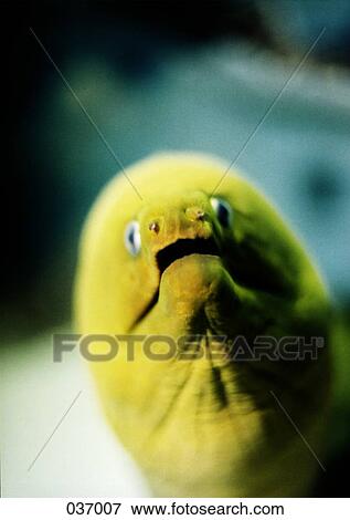 Stock Photo - Close-up of an eel's face. Fotosearch
