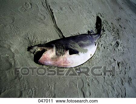 A dead fish on the beach View Large Photo Image Stock Image - A dead fish on the beach. Fotosearch