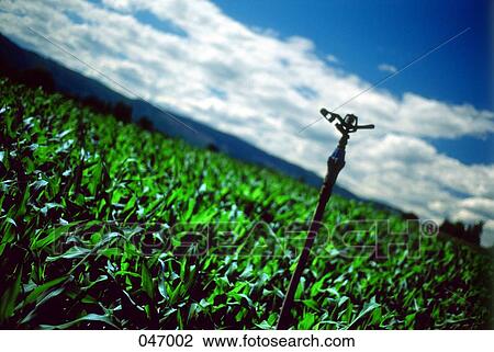 A sprinkler head in a field View Large Photo Image Stock Image - A sprinkler head in a field. Fotosearch