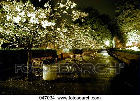View down a park walkway at night View Large Photo Image Picture - View down a park walkway at night. Fotosearch