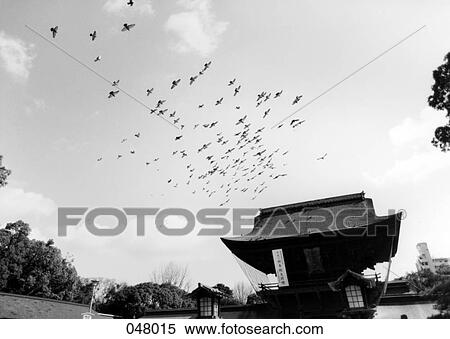 birds flying from a temple View Large Photo Image Stock Photography - birds flying from a temple. Fotosearch