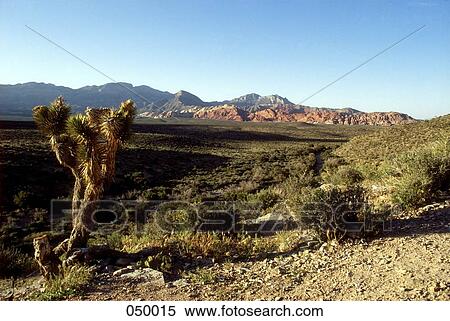 cactus in the desert View Large Photo Image Stock Photography - cactus in the desert. Fotosearch