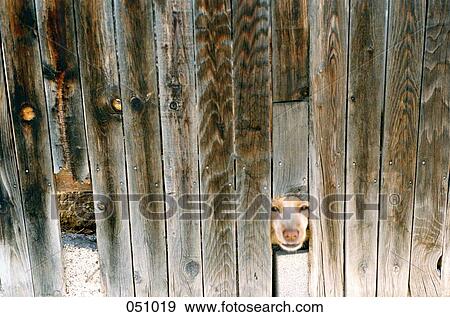 A dog peering through a wooden fence View Large Photo Image Stock Photo - A dog peering through a wooden fence. Fotosearch