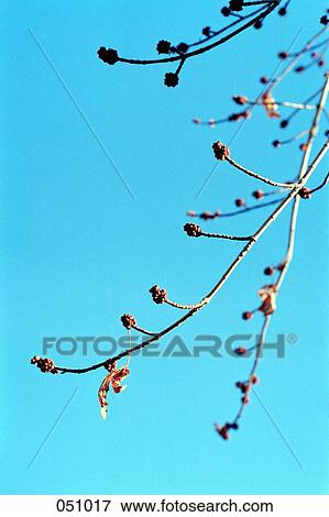 The branches of a tree against a blue sky View Large Photo Image Stock Photo - The branches of a tree against a blue sky. Fotosearch