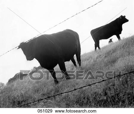 Two bulls standing in a field View Large Photo Image Stock Photo - Two bulls standing in a field. Fotosearch