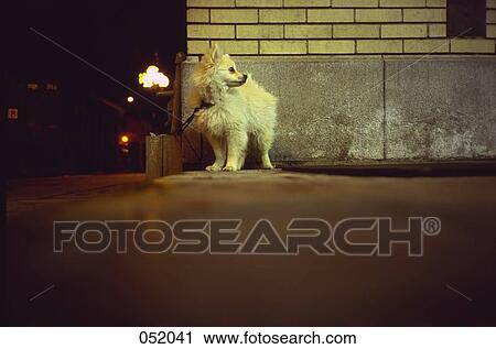 A small dog standing on a street corner View Large Photo Image Stock Image - A small dog standing on a street corner. Fotosearch