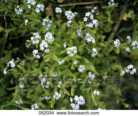 Picture - Flowers blooming on a bush. Fotosearch