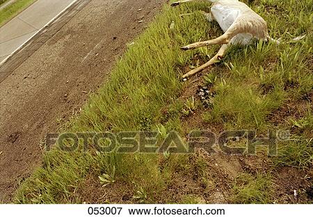 A dead deer lying by a road View Large Photo Image Stock Photo - A dead deer lying by a road. Fotosearch