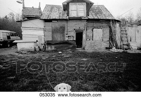 A dog in front of a rickety shack View Large Photo Image Stock Photography - A dog in front of a rickety shack. Fotosearch