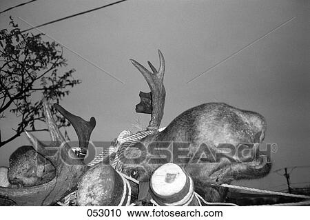 The head of a moose lying on logs View Large Photo Image Stock Image - The head of a moose lying on logs. Fotosearch
