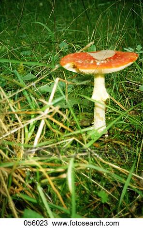 A mushroom in a field View Large Photo Image Stock Image - A mushroom in a field. Fotosearch