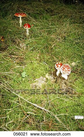 Stock Image - Four mushrooms in a field at night. Fotosearch