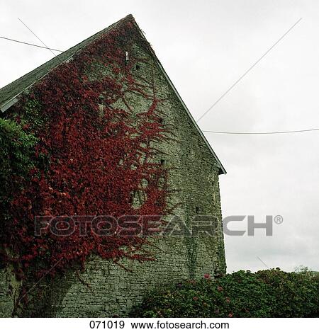 A farmhouse covered with vines View Large Photo Image Stock Photo - A farmhouse covered with vines. Fotosearch