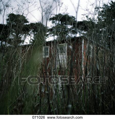A house obscured by vegetation View Large Photo Image Stock Photograph - A house obscured by vegetation. Fotosearch