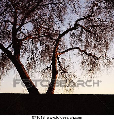 A tree View Large Photo Image Stock Photo - A tree. Fotosearch