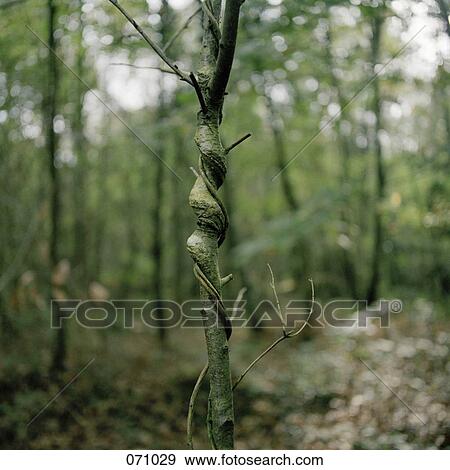 Stock Photo - A twisted tree trunk. Fotosearch