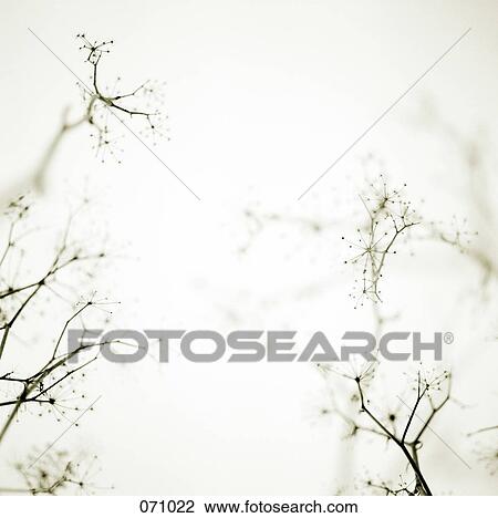 Branches View Large Photo Image Stock Image - Branches. Fotosearch