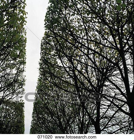 Rows of trees View Large Photo Image Stock Image - Rows of trees. Fotosearch