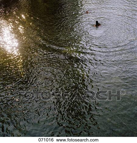 Two people swimming in a lake View Large Photo Image Stock Photograph - Two people swimming in a lake. Fotosearch