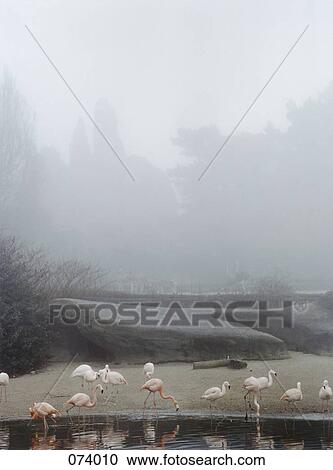 A group of flamingos View Large Photo Image Stock Image - A group of flamingos. Fotosearch