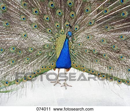 Stock Image - A peacock. Fotosearch