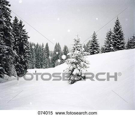 Snow falling in a forest clearing View Large Photo Image Stock Photography - Snow falling in a forest clearing. Fotosearch
