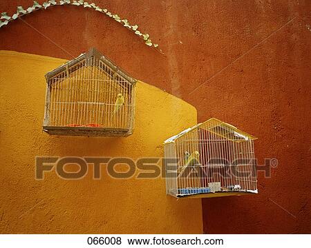 Two canaries in separate cages View Large Photo Image Stock Photo - Two canaries in separate cages. Fotosearch