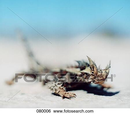 クローズアップ の A とげがある悪魔 トカゲ Moloch Horridus 中に オーストラリア 画像コレクション Fotosearch