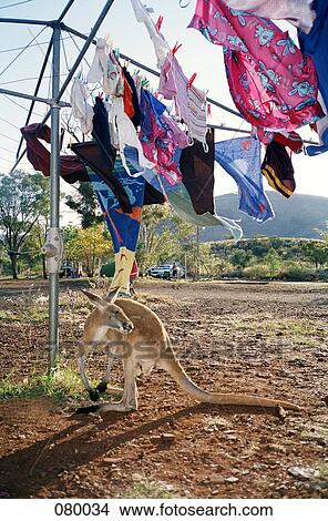 Picture - A kangaroo standing under a clothesline, Australia. Fotosearch
