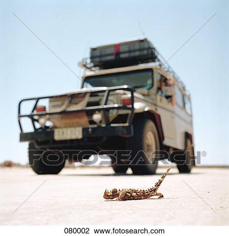Stock Image - A thorny devil lizard, moloch horridus, crawling in front of an off-road vehicle in Australia. Fotosearch