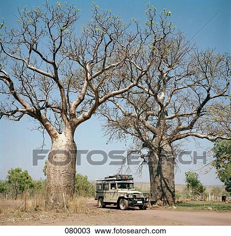 An off-road vehicle in between two baobab trees (adansonia digitata) in Australia View Large Photo Image Stock Image - An off-road vehicle in between two baobab trees (adansonia digitata) in Australia . Fotosearch