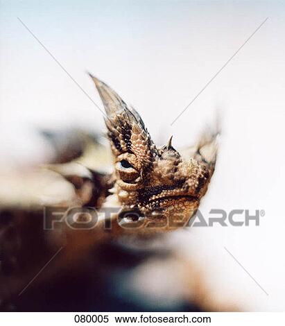 Stock Photography - Close-up of a thorny devil lizard, moloch horridus, in Australia. Fotosearch