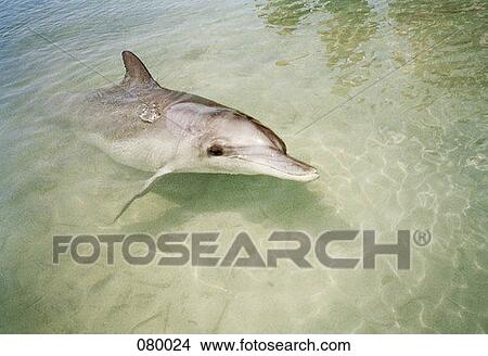 Picture - dolphin in water, Australia. Fotosearch