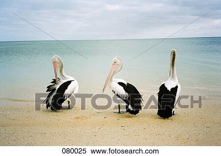 Three Australian pelicans (pelecanus conspicillatus) sitting on a beach, Australia View Large Photo Image Stock Photography - Three Australian pelicans (pelecanus conspicillatus) sitting on a beach, Australia. Fotosearch