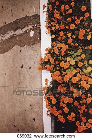 A bed of orange flowers next to pavement View Large Photo Image Stock Image - A bed of orange flowers next to pavement. Fotosearch