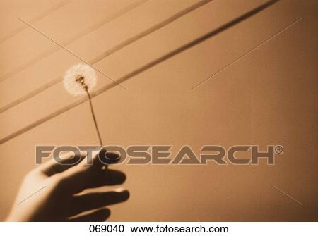 Stock Image - A hand holding a dandelion. Fotosearch