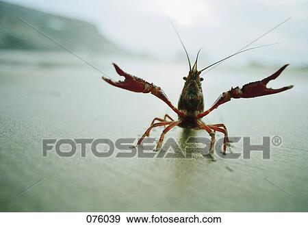 A crayfish View Large Photo Image Stock Photo - A crayfish. Fotosearch