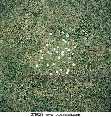 A group of daises in grass View Large Photo Image Stock Image - A group of daises in grass. Fotosearch
