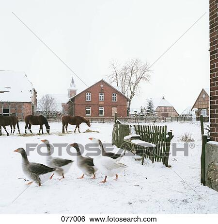 A barnyard scene, Germany View Large Photo Image Stock Photograph - A barnyard scene, Germany. Fotosearch