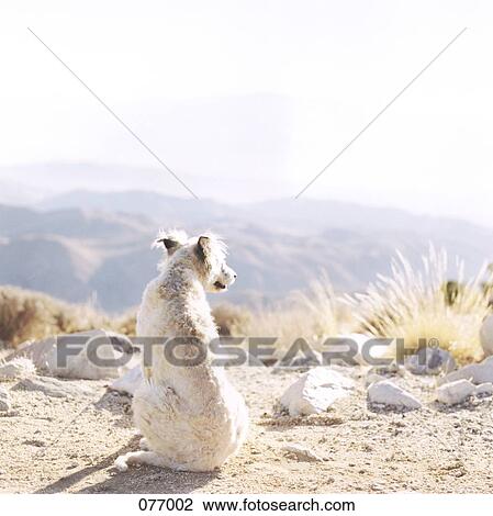 A dog looking out from a mountaintop, Death Valley, USA View Large Photo Image Stock Image - A dog looking out from a mountaintop, Death Valley, USA. Fotosearch