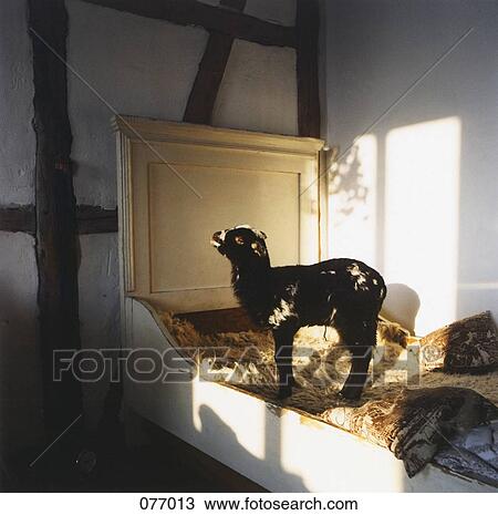 A goat in a barn View Large Photo Image Stock Image - A goat in a barn. Fotosearch