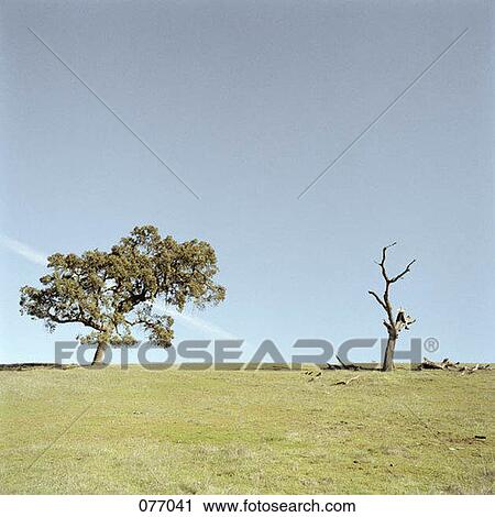 Damaged tree and healthy tree View Large Photo Image Stock Image - Damaged tree and healthy tree . Fotosearch