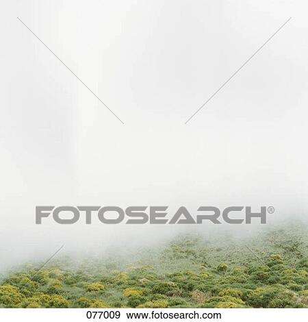Stock Photo - Fog. Fotosearch