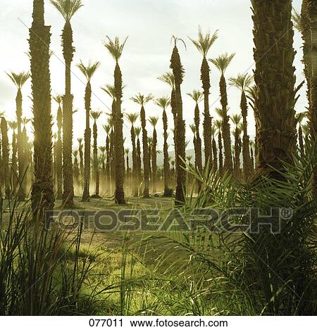 Palm trees View Large Photo Image Stock Image - Palm trees. Fotosearch